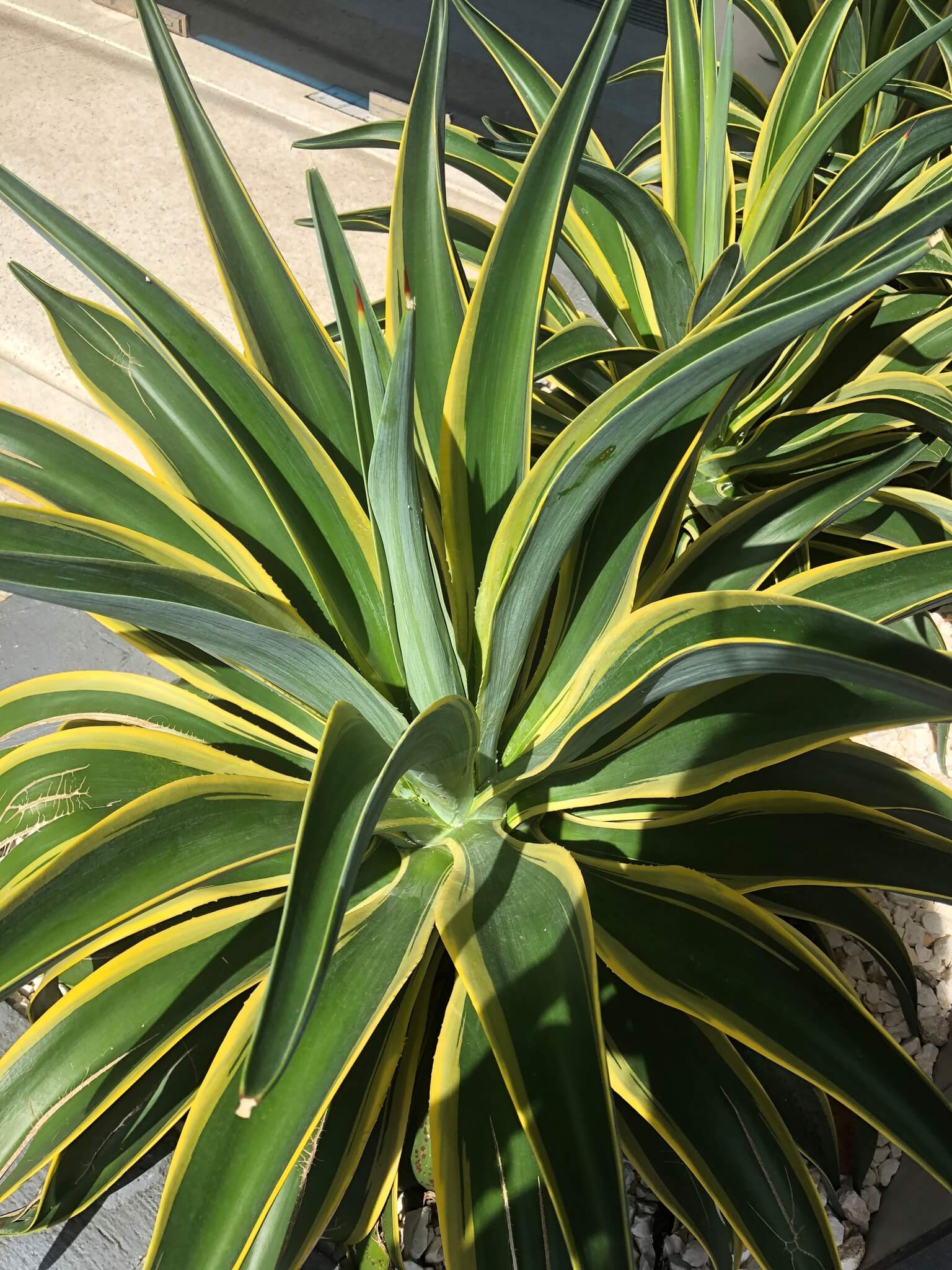 Agave desmetiana 'Joe Hoak'